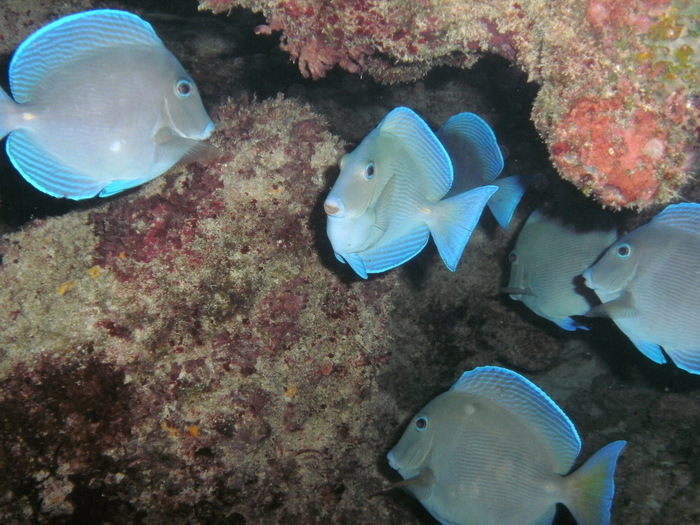 Acanthurus coeruleus Acanthurus coeruleus