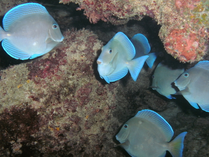 Acanthurus coeruleus