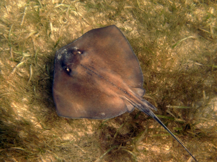 Dasyatis americana Dasyatis americana