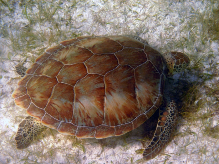 Chelonia mydas