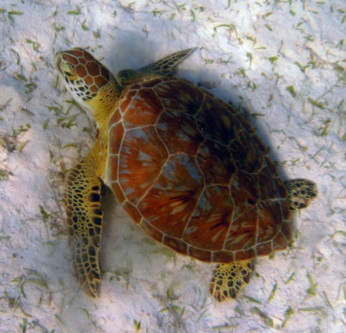 Chelonia mydas