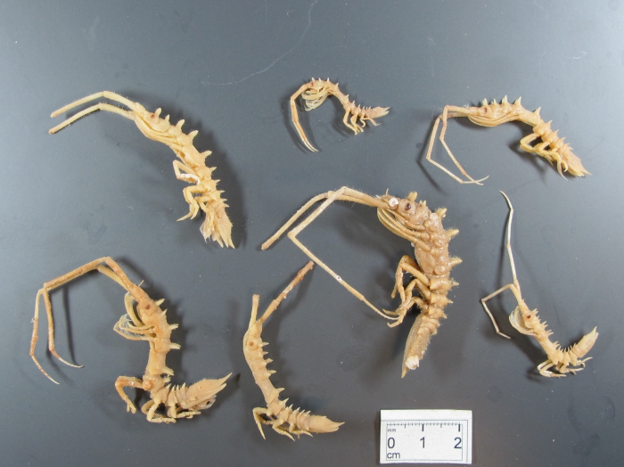 Arcturus baffini isopods Arcturus baffini isopods
