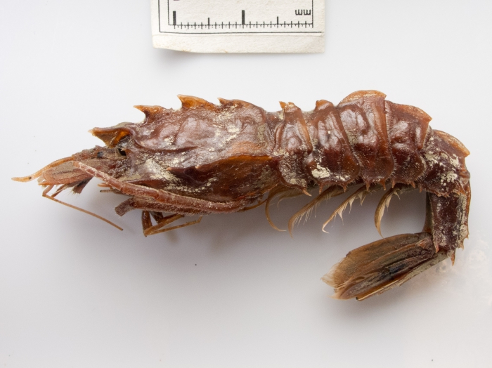 Sclerocrangon ferox