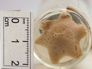 Pteraster obscurus