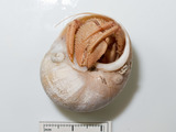 Pagurus kroyeri in moon snail, author: Nozères, Claude