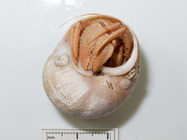 Pagurus kroyeri in moon snail