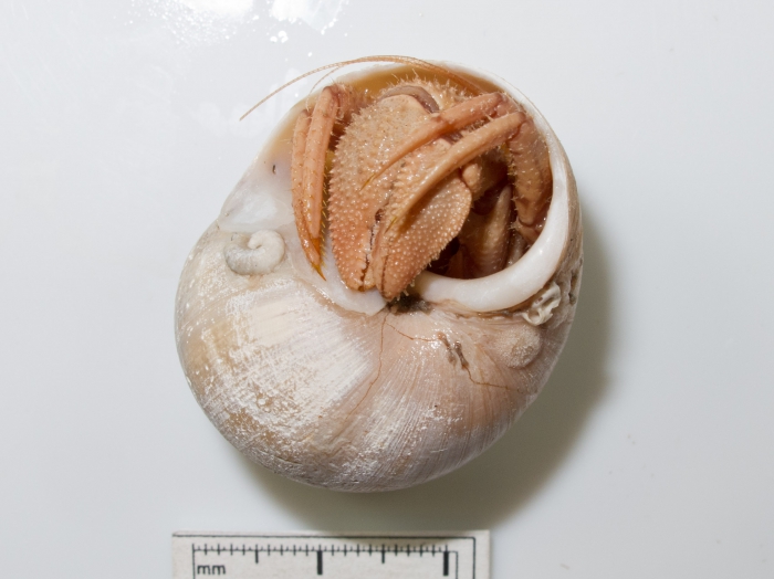 Pagurus kroyeri in moon snail