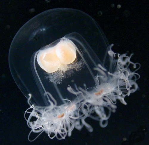 Medusa of Bougainvillia principis, Scotland