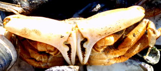 Macrophthalmus banzai 