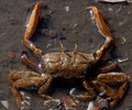 Crustacea (crustaceans)