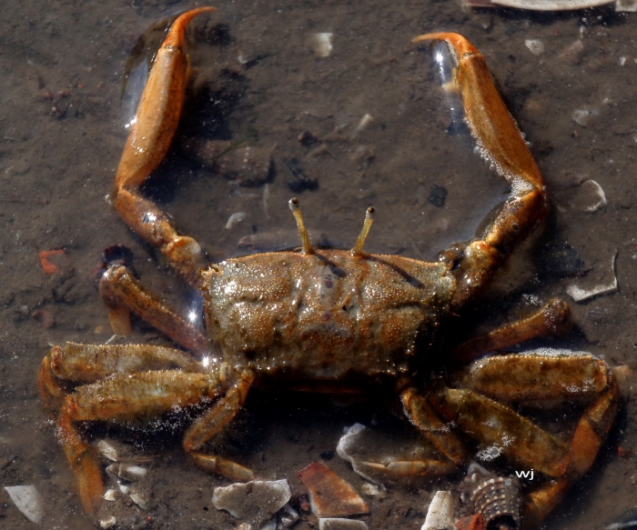 Macrophthalmus banzai Macrophthalmus banzai