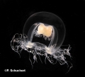 Hydrozoa (hydroids)