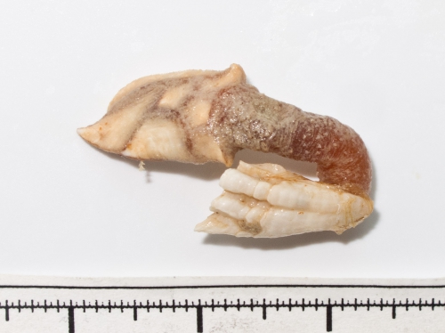 Scalpellum hamatum