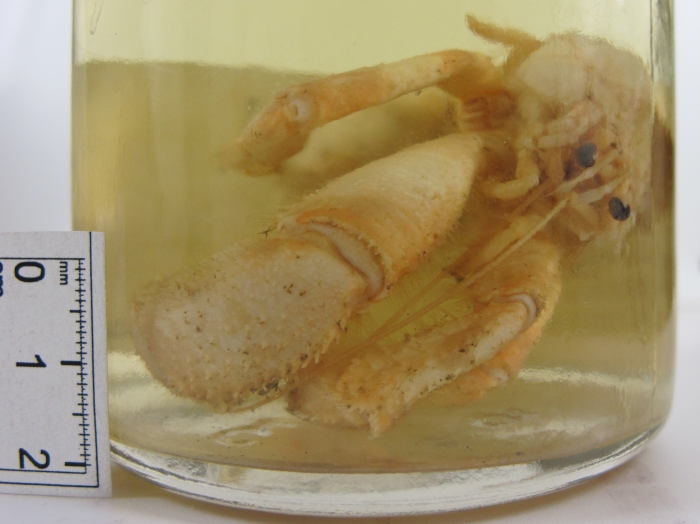 Pagurus pubescens Pagurus pubescens