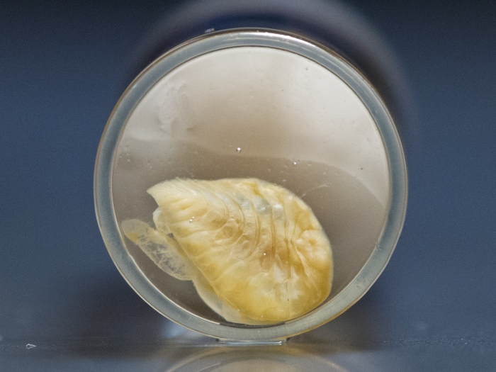 Bopyroides hippolytes - isopod