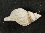 Caenogastropoda