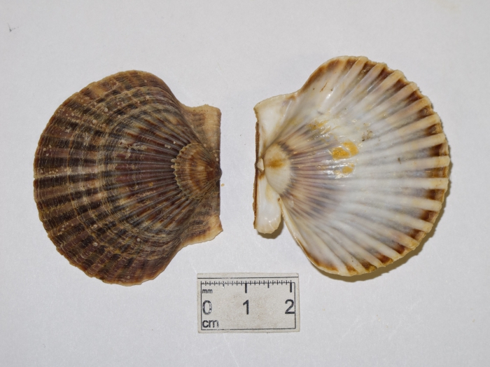 Argopecten irradians - bay scallop Argopecten irradians - bay scallop