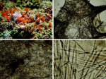 Forcepia (Forcepia) vansoesti sp.nov. a) in situ b) skeleton of crust c) skeleton of fistule d) microscleres in skeleton