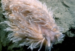 Nudibranchia
