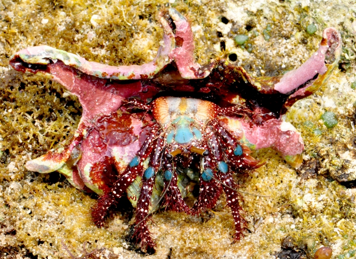 Dardanus guttatus Dardanus guttatus