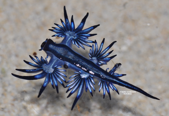 Glaucus atlanticus 