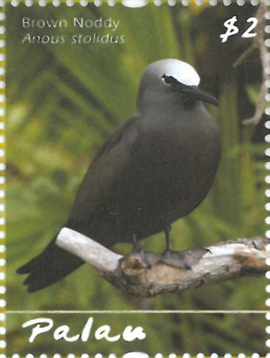 Anous stolidus Anous stolidus