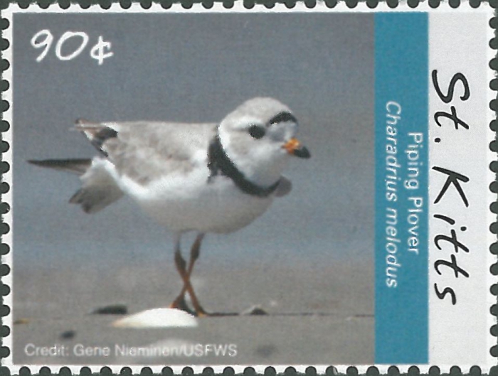 Charadrius melodus Charadrius melodus