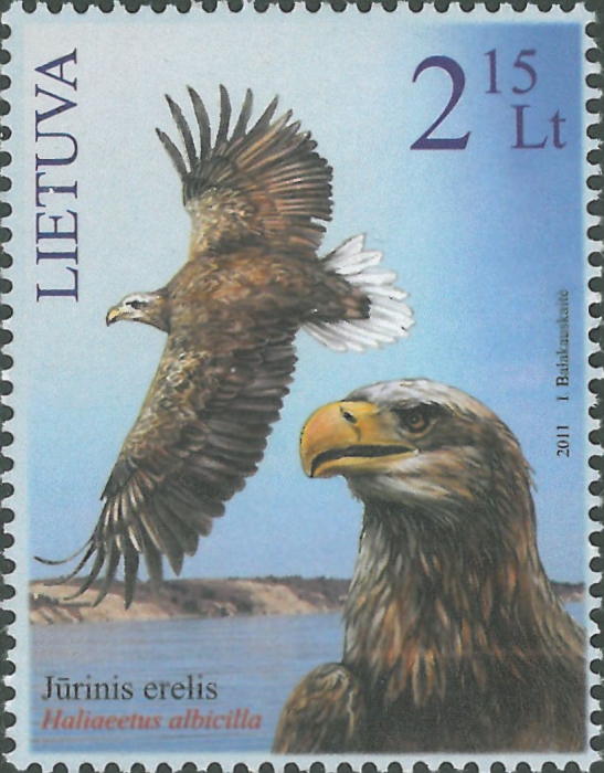 Haliaeetus albicilla