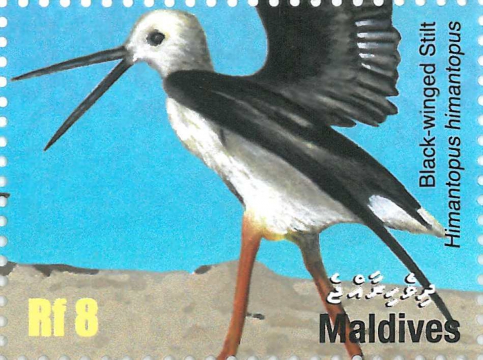 Himantopus himantopus Himantopus himantopus