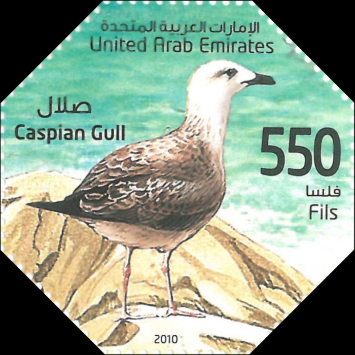 Larus cachinnans Larus cachinnans