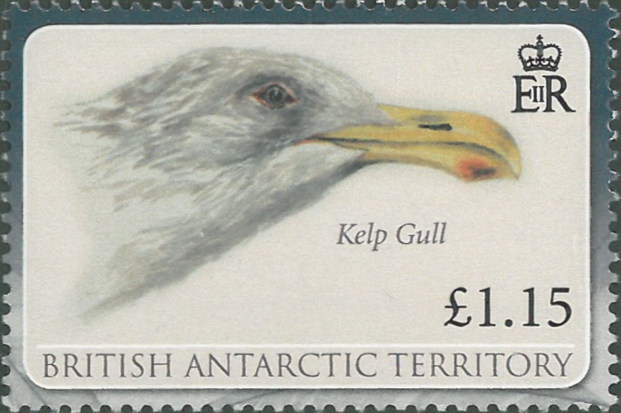 Larus dominicanus Larus dominicanus
