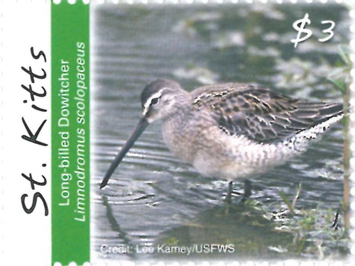 Limnodromus scolopaceus Limnodromus scolopaceus