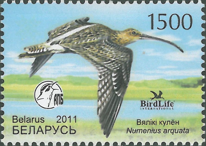 Numenius arquata Numenius arquata