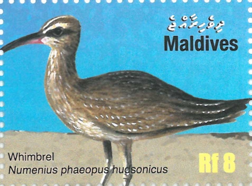 Numenius phaeopus