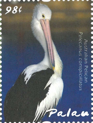 Pelecanus conspicillatus