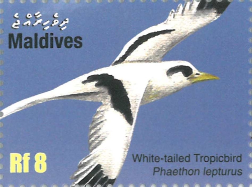 Phaethon lepturus