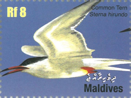 Sterna hirundo