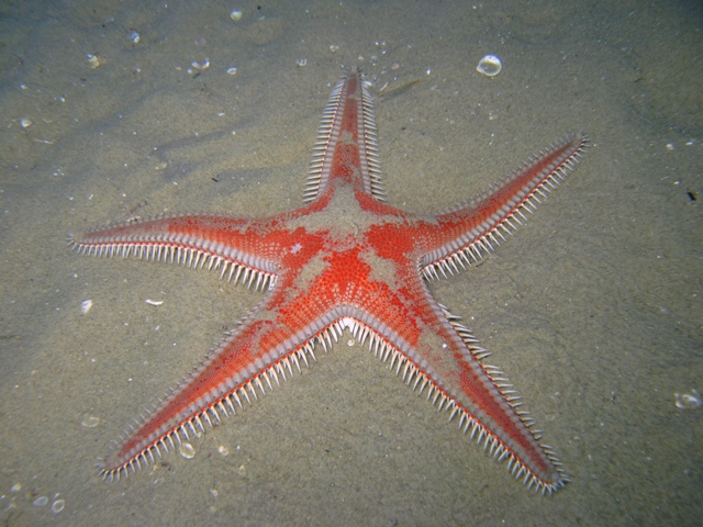 Astropecten aranciacus