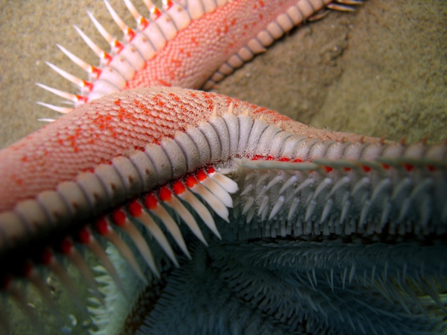 Astropecten aranciacus Astropecten aranciacus