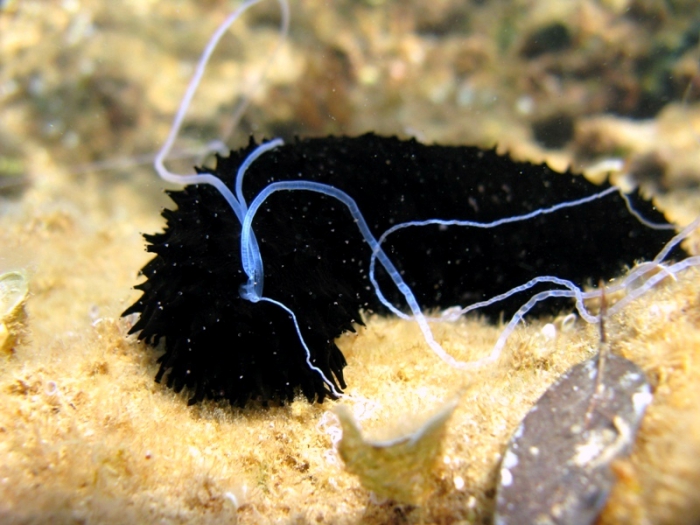 Holothuria forskali Holothuria forskali