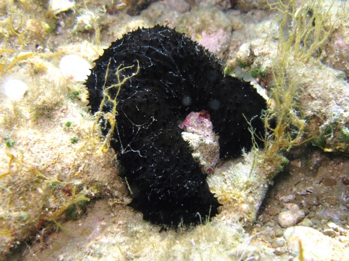 Holothuria forskali Holothuria forskali