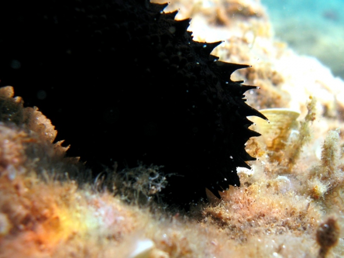 Holothuria forskali Holothuria forskali
