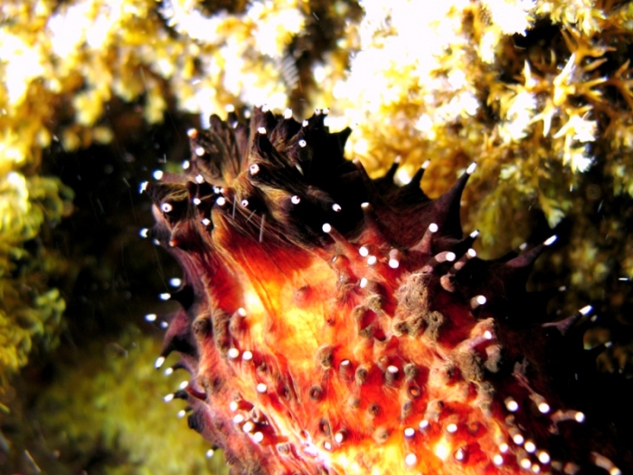 Holothuria forskali Holothuria forskali