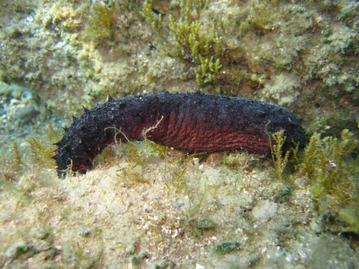 Holothuria tubulosa Holothuria tubulosa