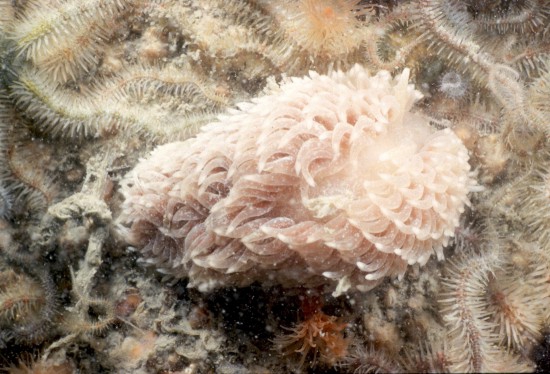 Picture of Aeolidia Picture of Aeolidia