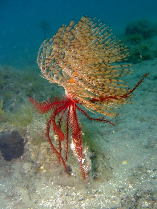Antedon mediterranea Antedon mediterranea