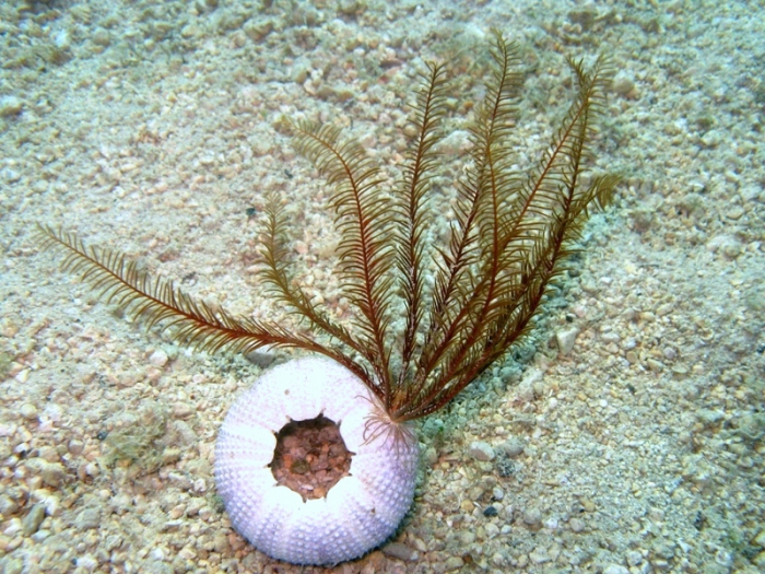 phylum echinodermata antedon