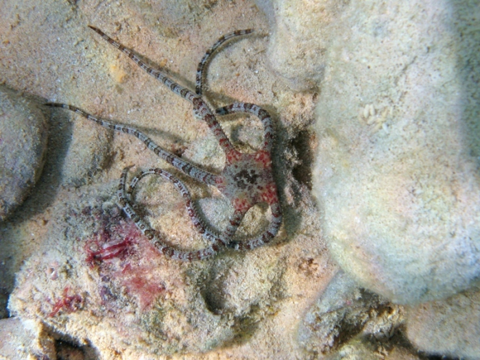 Ophioderma longicauda Ophioderma longicauda