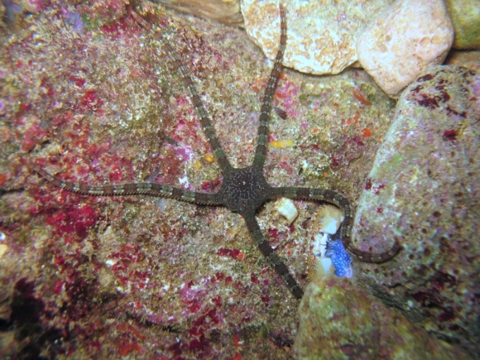 Ophioderma longicauda Ophioderma longicauda