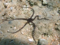 Echinodermata (echinoderms)